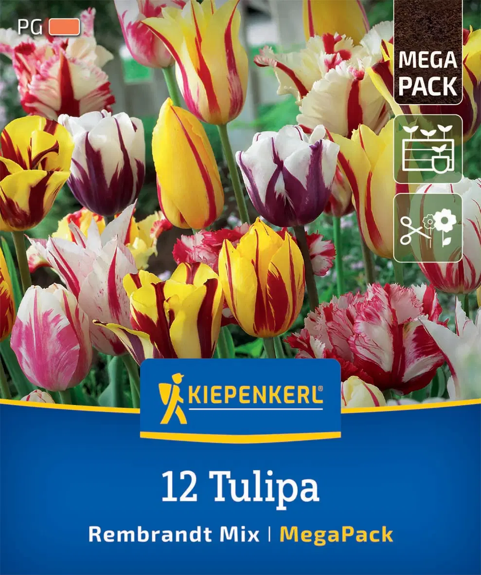 Tulipán Rembrandt-Mix (12 db/cs) 'PG-5' Mega-Pack KIEPENKERL