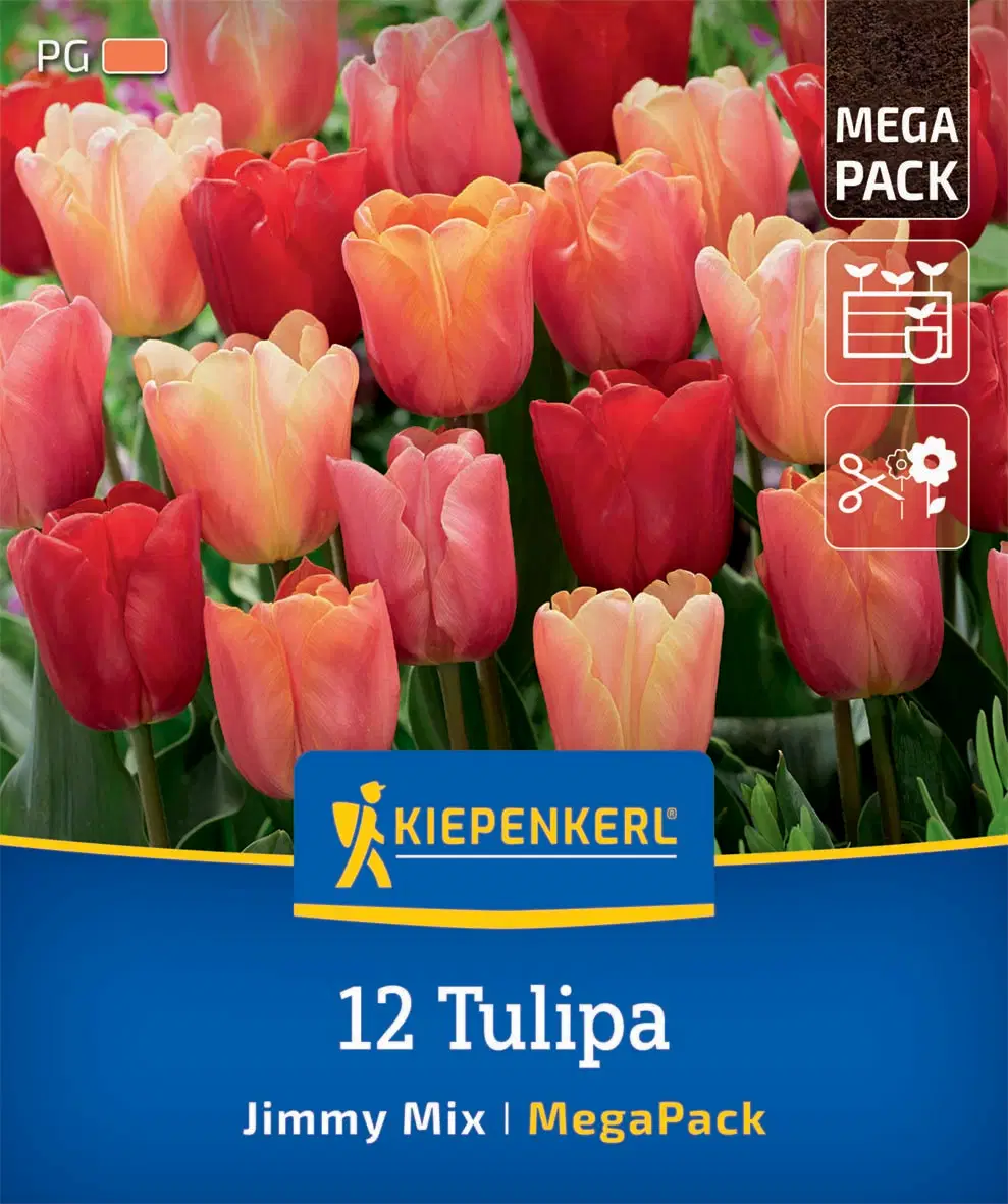 Tulipán Jimmy Mix (12 db/cs) 'PG-5' Mega-Pack KIEPENKERL