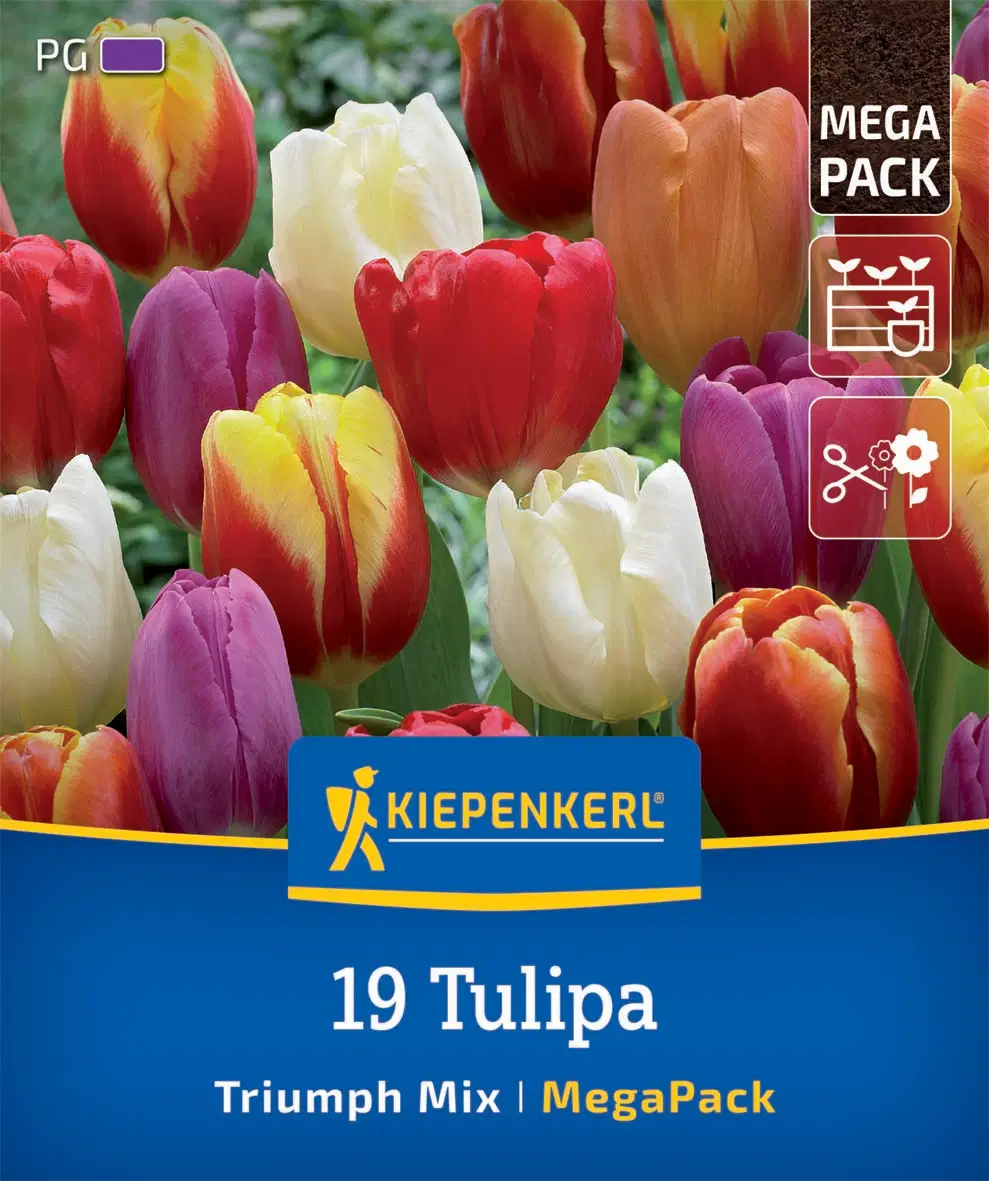 Tulipán Triumph-Mix (19 db/cs) 'PG-6' Mega-Pack KIEPENKERL