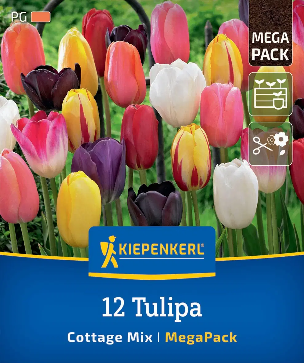 Tulipán Cottage Mix (12 db/cs) 'PG-5' Mega-Pack KIEPENKERL
