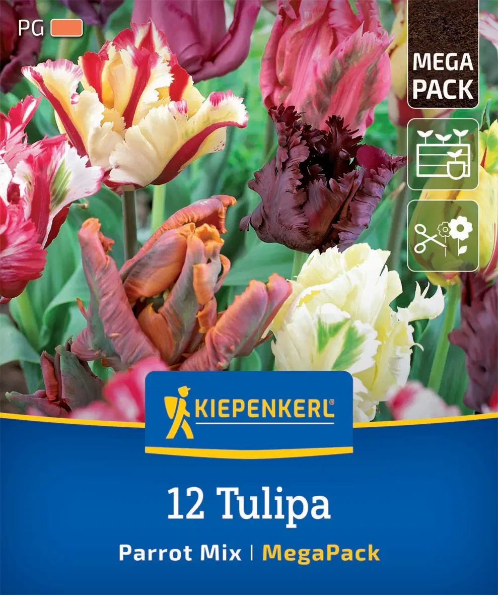 Tulipán Parrot Mix (12 db/cs) 'PG-5' Mega-Pack KIEPENKERL