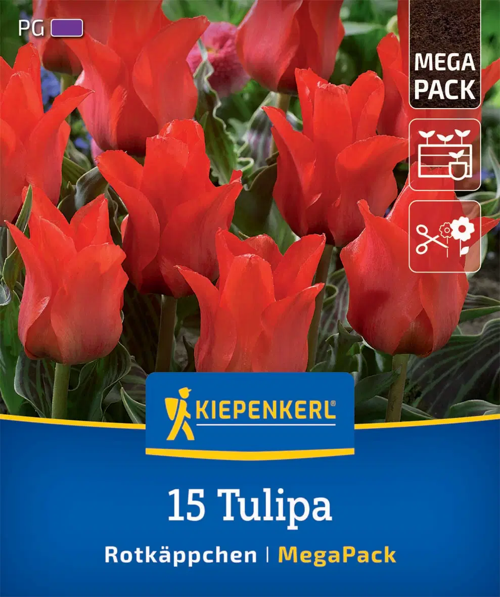 Tulipán Rotkäppchen (15 db/cs) 'PG-6' Mega-Pack KIEPENKERL