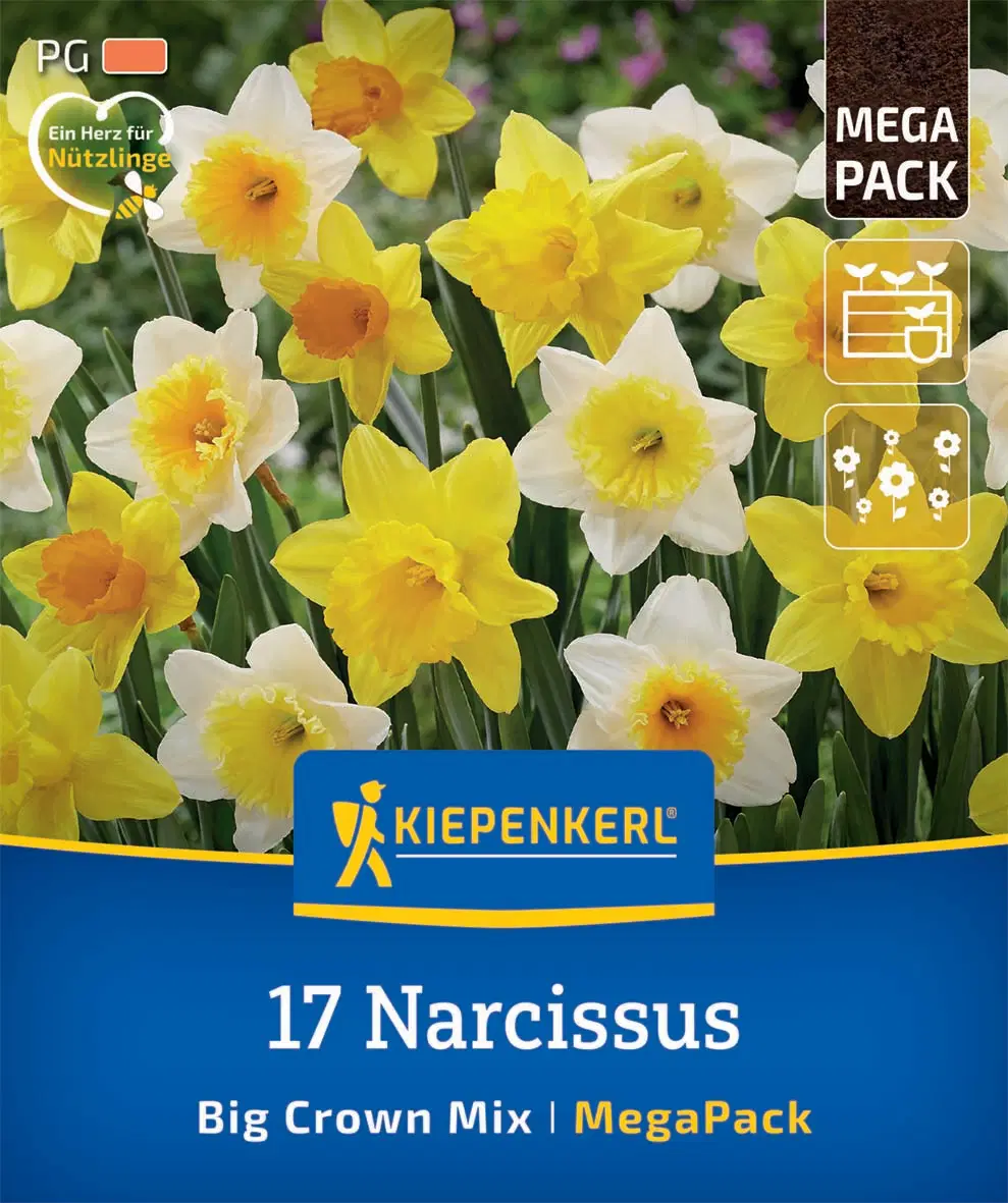 Nárcisz nagyvirágú színkeverék (17 db/cs) 'PG-5' Mega-Pack KIEPENKERL
