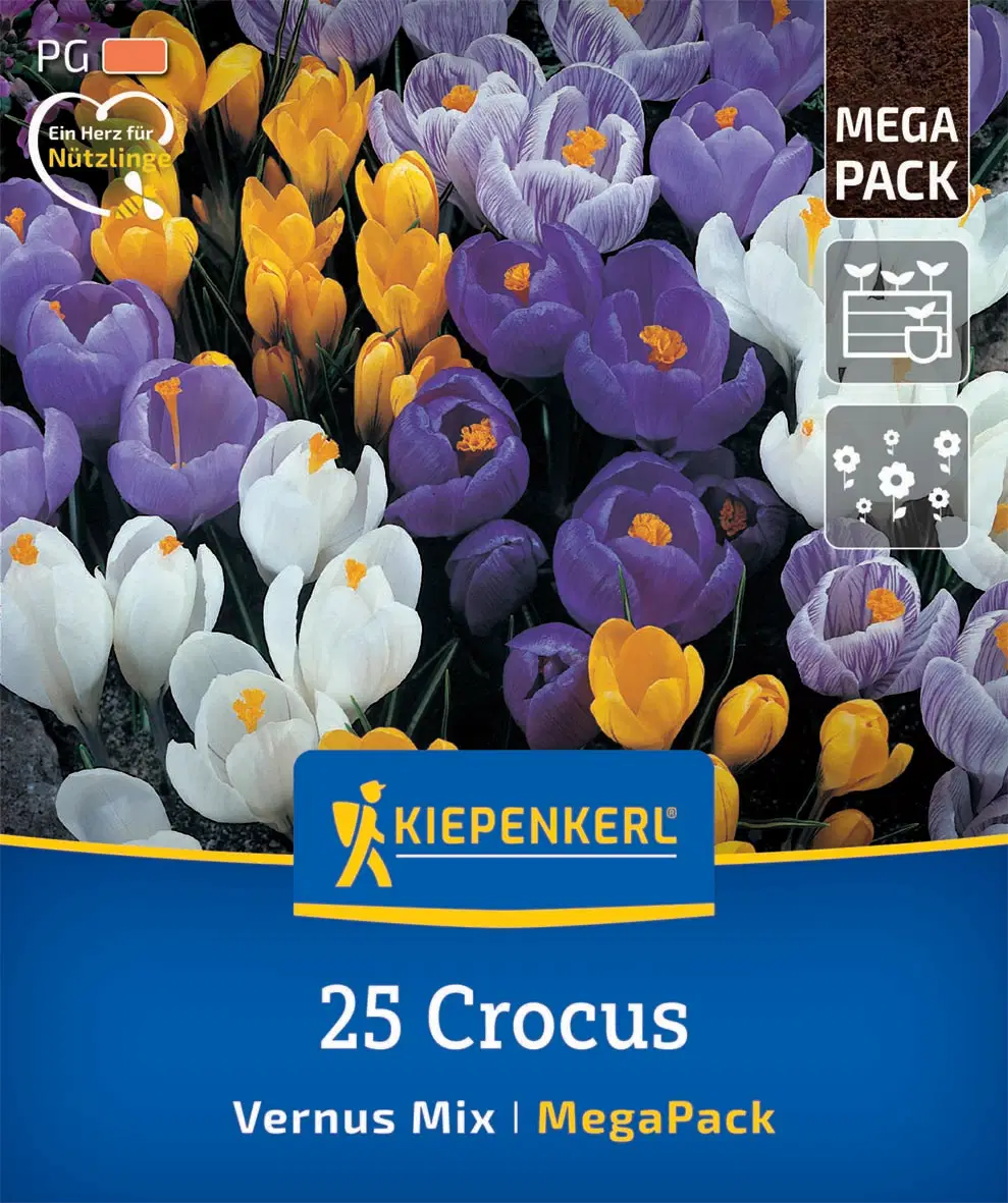 Krókusz nagyvirágú színkeverék (25 db/cs) 'PG-5' Mega-Pack KIEPENKERL