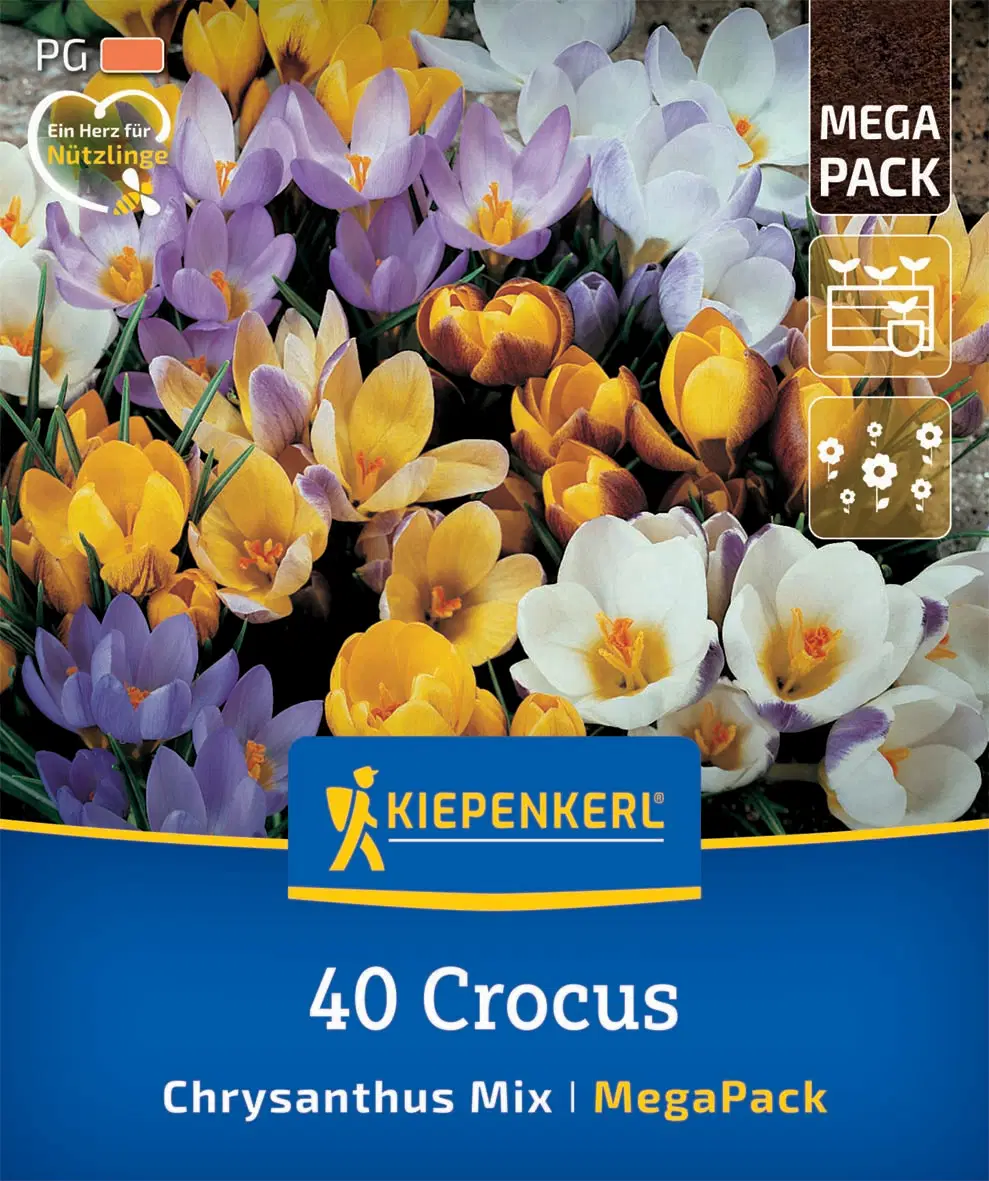 Krókusz botanikai színkeverék (40 db/cs) 'PG-5' Mega-Pack KIEPENKERL