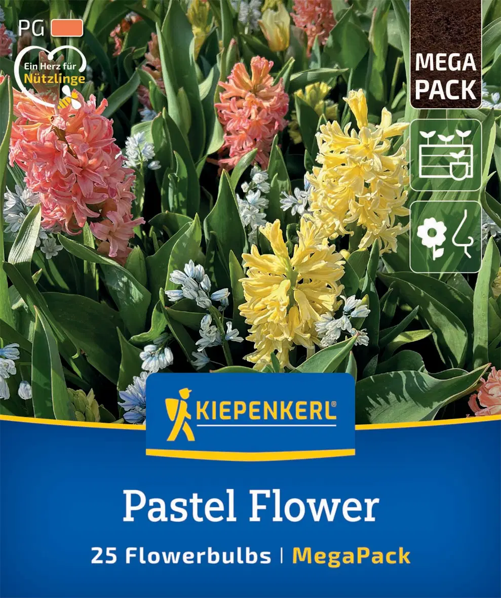 Jácint-Pucchkinia Pastel Flower (25 db/cs) 'PG-5' Mega-Pack KIEPENKERL