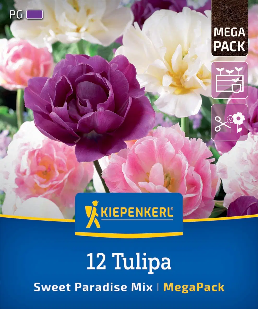 Tulipán Sweet Paradise Mix (12 db/cs) 'PG-6' Mega-Pack KIEPENKERL