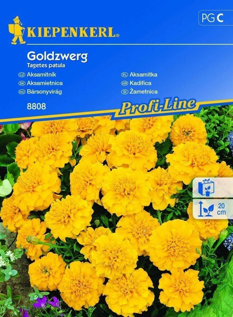 Bársonyvirág Goldzwerg 'PG-C' KIEPENKERL