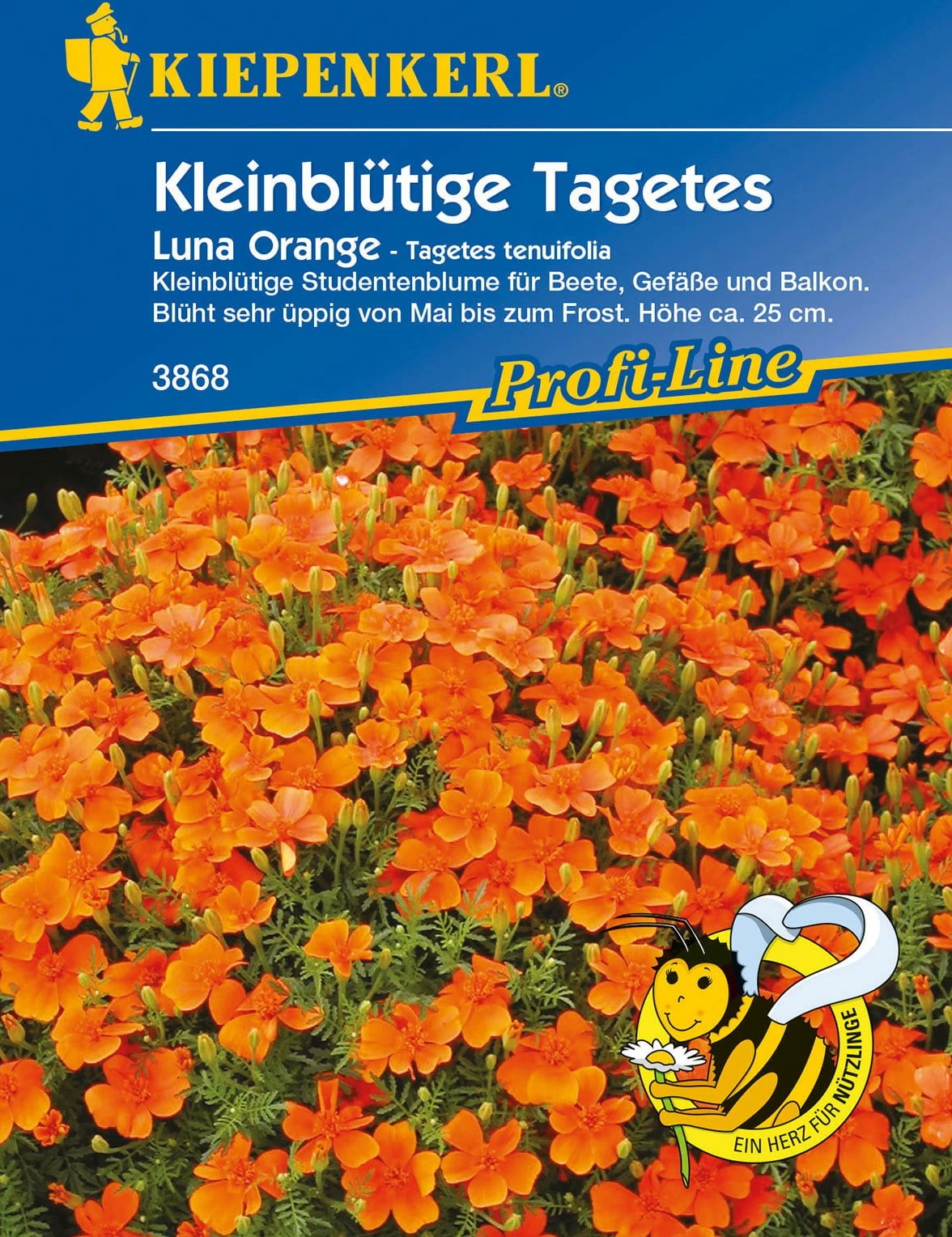 Bársonyvirág Orangeflamme 'PG-B' KIEPENKERL