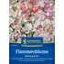 Lángvirág (Phlox) Blushing Bride 'PG-G' KIEPENKERL