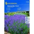 Levendula Hidcote Blue Strain 'PG-K' KIEPENKERL