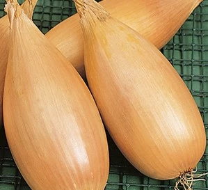 Sonkahagyma 50g (Nagy kiszerelés) RÉDEI