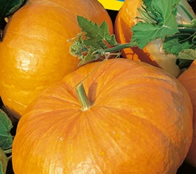 Takarmánytök Sárga óriás 500g (Nagy kiszerelés) RÉDEI
