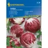 Radicchio saláta Indigo 'PG-P' KIEPENKERL
