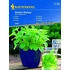 Stevia Sweet Honey 'PG-O' KIEPENKERL
